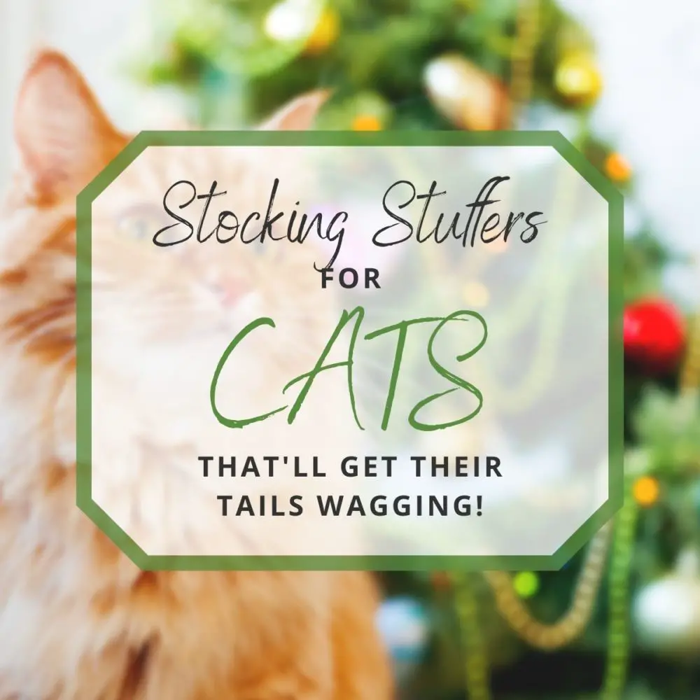 10 Purr-fect Stocking Stuffers for Cats