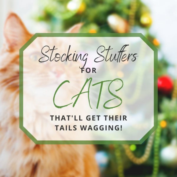 Stocking Stuffers for Cats