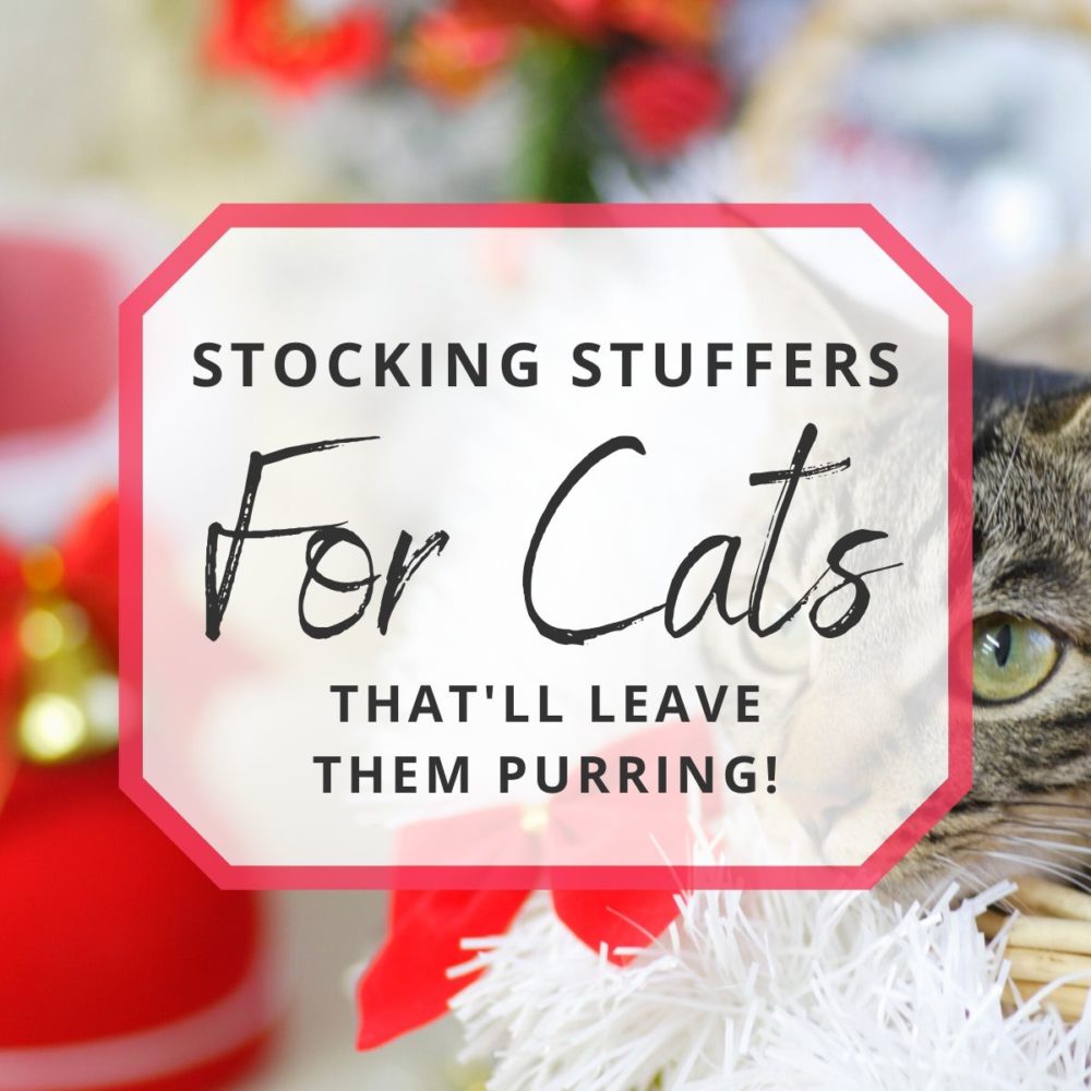 10 Purr-fect Stocking Stuffers for Cats