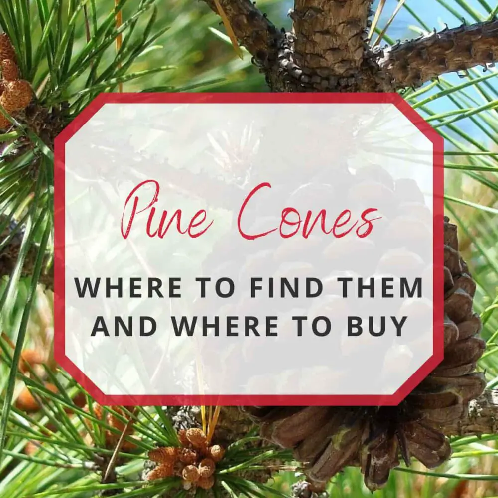 Where To Find Pine Cones? A Complete Guide