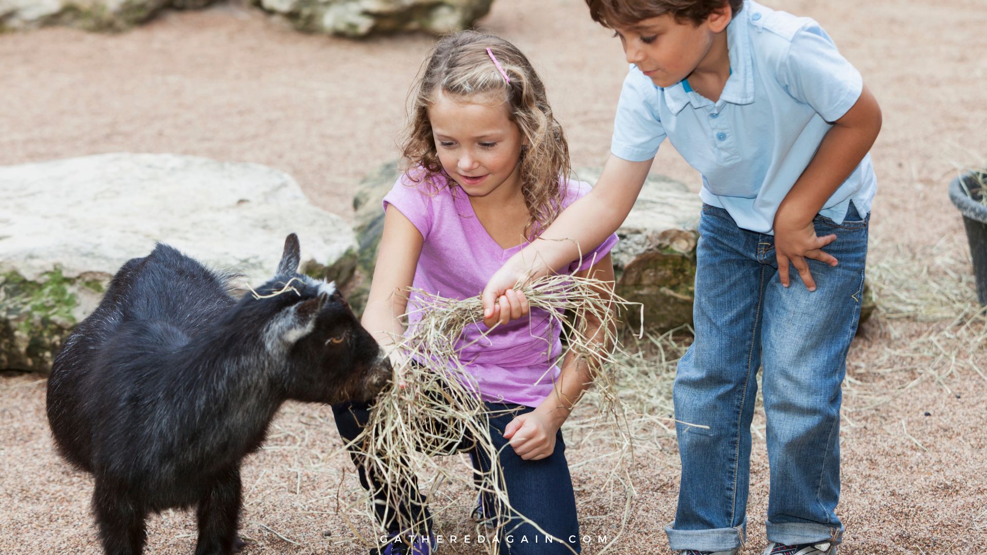 children feeding goats at a petting zoo day trip